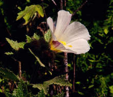 Image of Chimanimani tree hibiscus