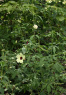 Hibiscus caesius Garcke的圖片