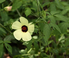 Hibiscus caesius Garcke的圖片