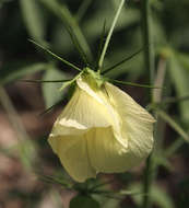 Hibiscus caesius Garcke的圖片