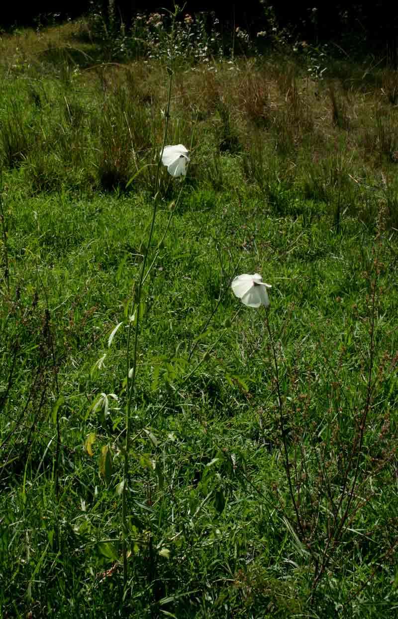 Image of rosemallow