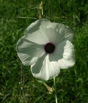 Image de Hibiscus