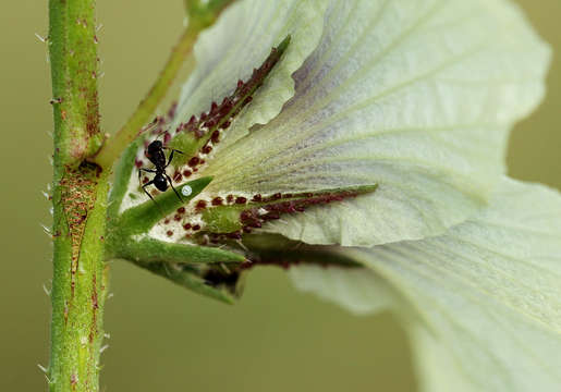 Image de Hibiscus