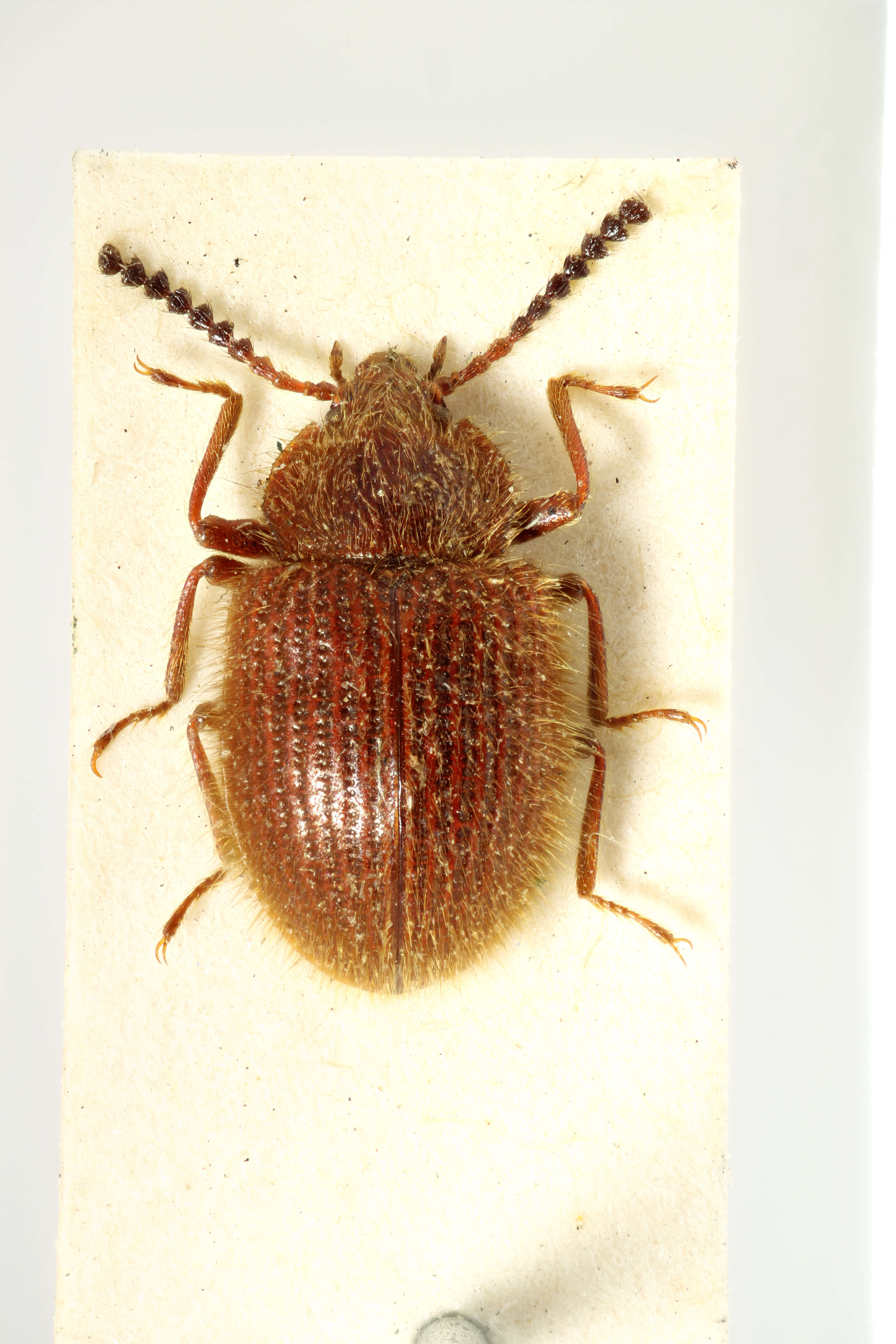 Image of hairy fungus beetle