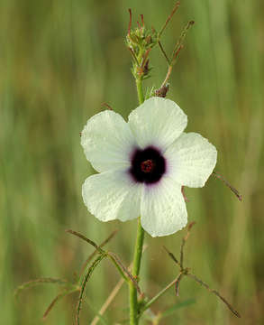 Image of rosemallow