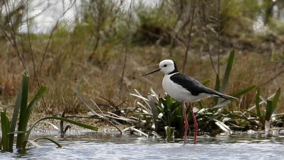 Image of Pied Stilt