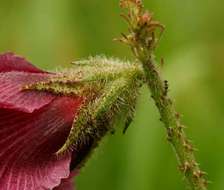 Imagem de Hibiscus diversifolius Jacq.