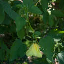 Image of Dongola hibiscus