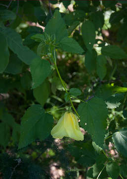 Image of Dongola hibiscus