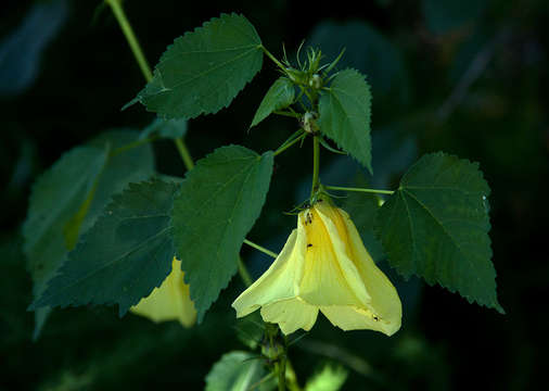 Image of Dongola hibiscus