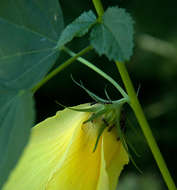 Image of Dongola hibiscus