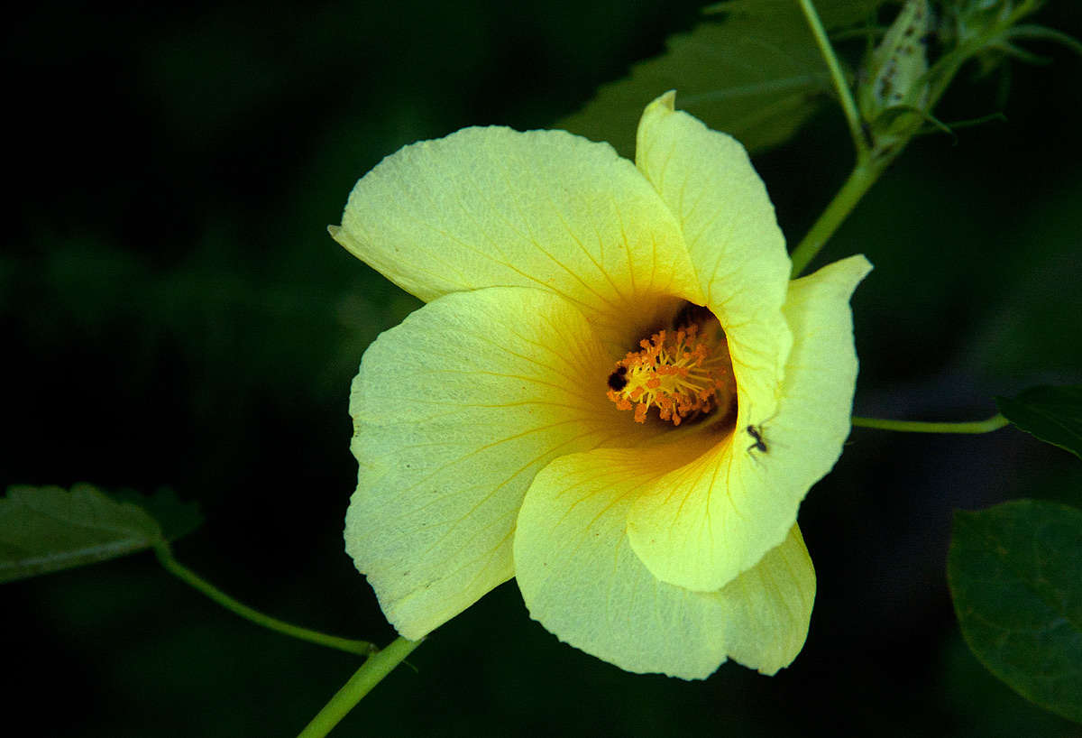 Image of Dongola hibiscus