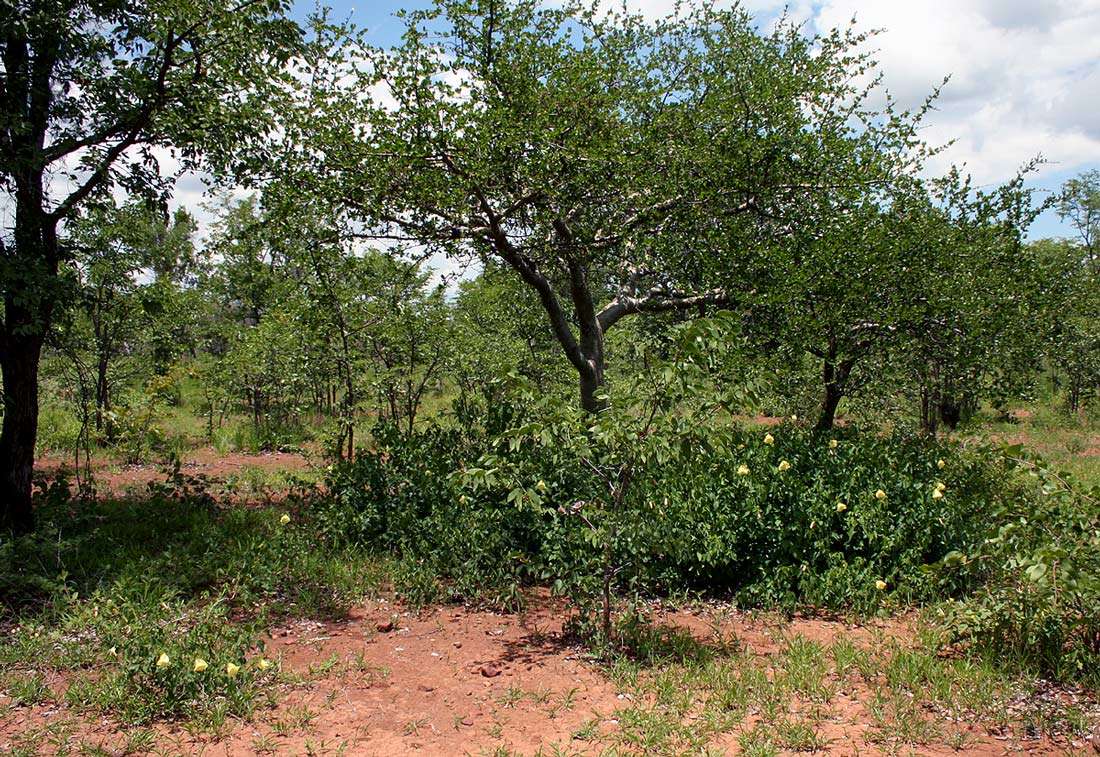 Image of Dongola hibiscus