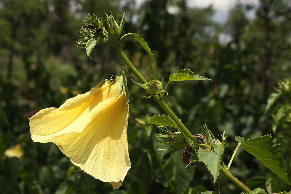 Image of Dongola hibiscus