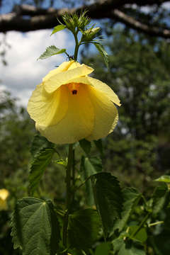 Image of Dongola hibiscus