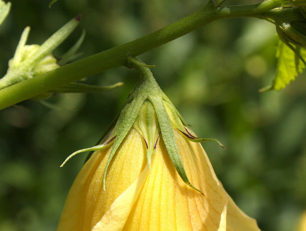 Image of Dongola hibiscus