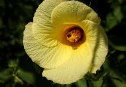 Image of Dongola hibiscus