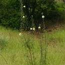 Image of Wild Hibiscus