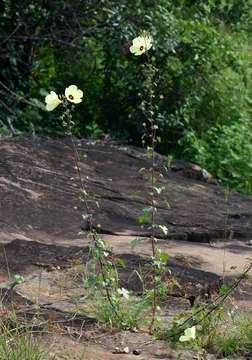 Imagem de Hibiscus engleri K. Schum.