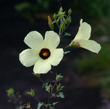 Imagem de Hibiscus engleri K. Schum.