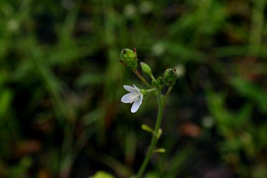 Image of Hibiscus lobatus (Murray) Kuntze