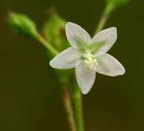 Image of Hibiscus lobatus (Murray) Kuntze