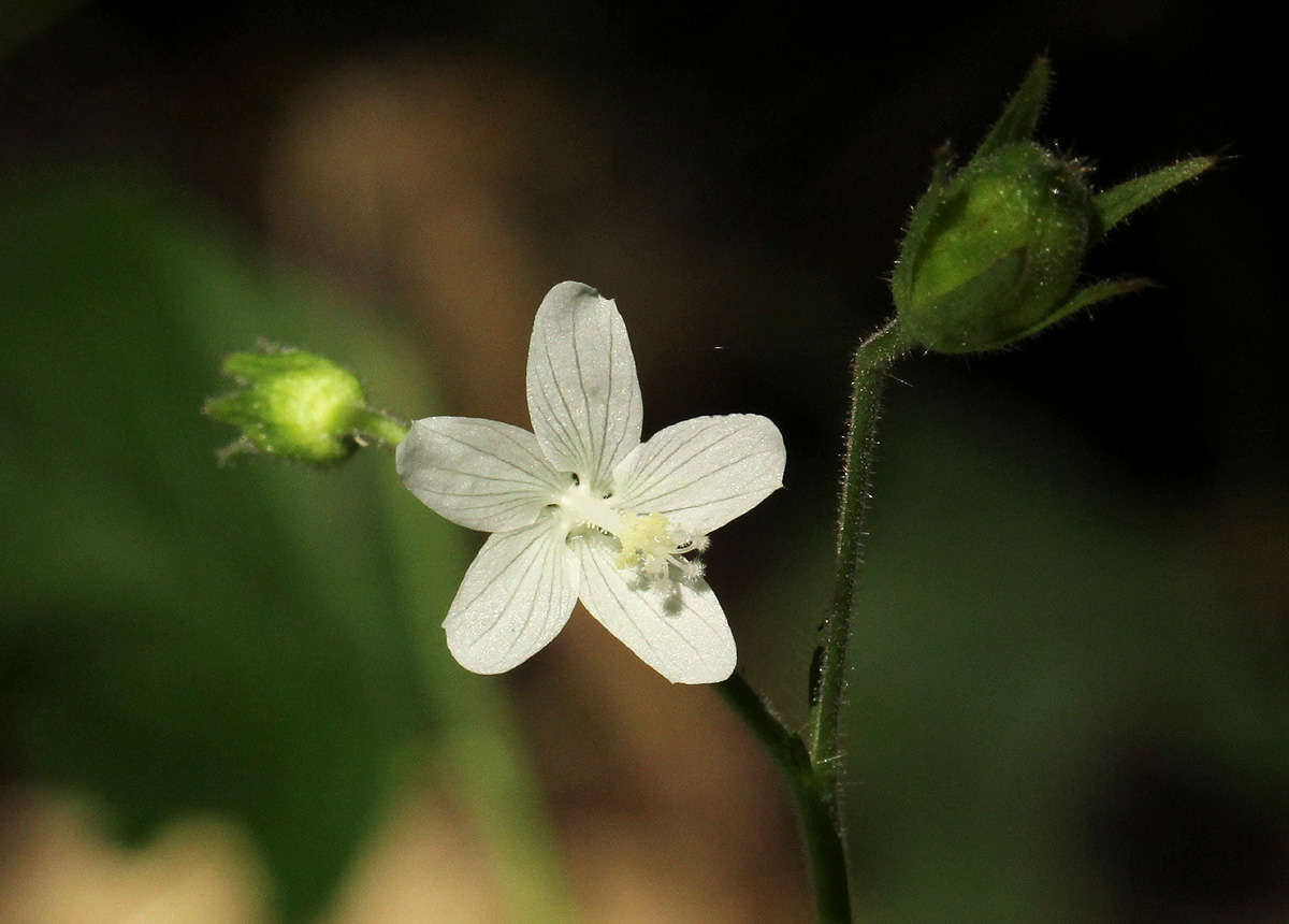 Image of Hibiscus lobatus (Murray) Kuntze