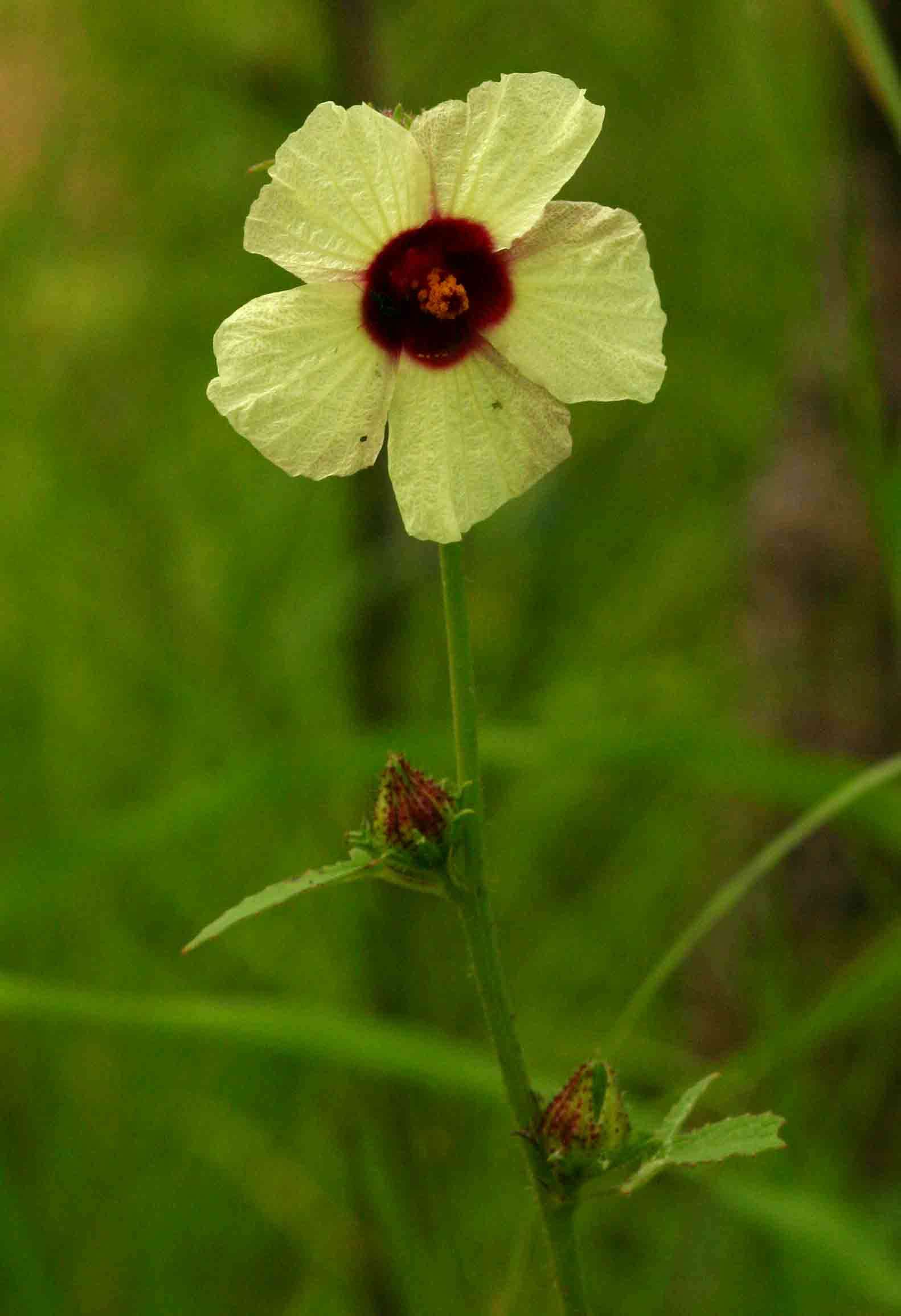 Image of Small-flowered kenaf