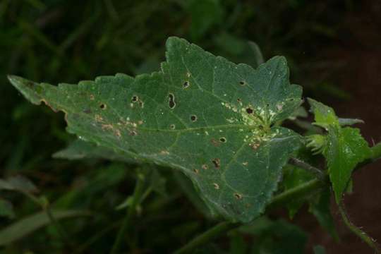 Hibiscus physaloides Guill. & Perr.的圖片