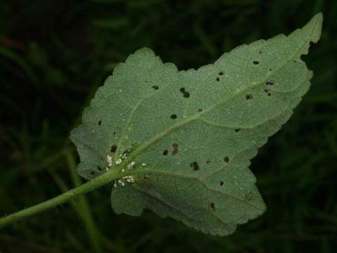 Image of Hibiscus physaloides Guill. & Perr.