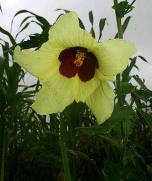 Image of Hibiscus physaloides Guill. & Perr.