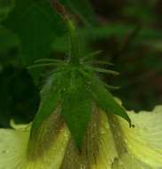 Image of Hibiscus physaloides Guill. & Perr.