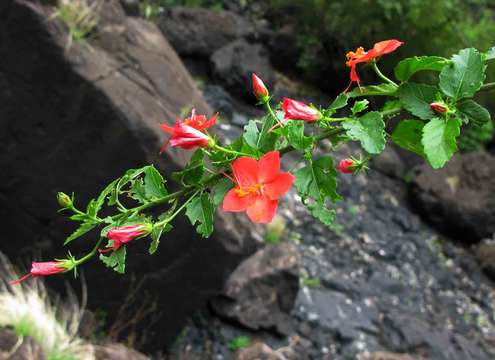 Image de Hibiscus praeteritus R. A. Dyer