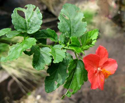 Hibiscus praeteritus R. A. Dyer的圖片