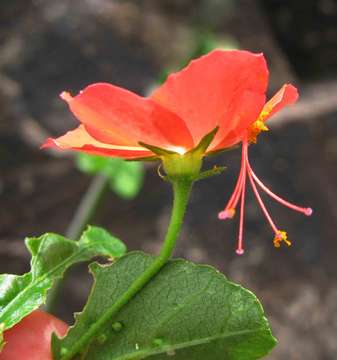 Hibiscus praeteritus R. A. Dyer的圖片