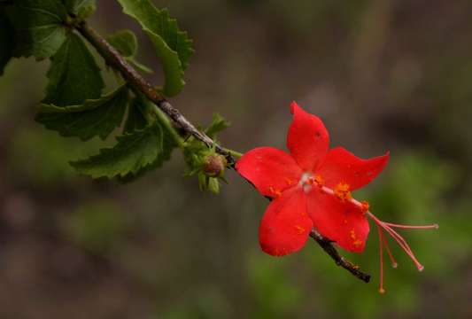 Hibiscus praeteritus R. A. Dyer的圖片