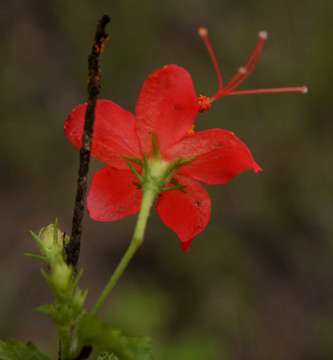 Hibiscus praeteritus R. A. Dyer的圖片