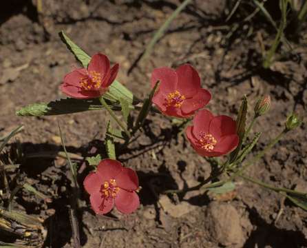 صورة Hibiscus rhodanthus Gürke ex Schinz