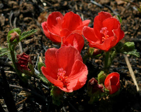 صورة Hibiscus rhodanthus Gürke ex Schinz