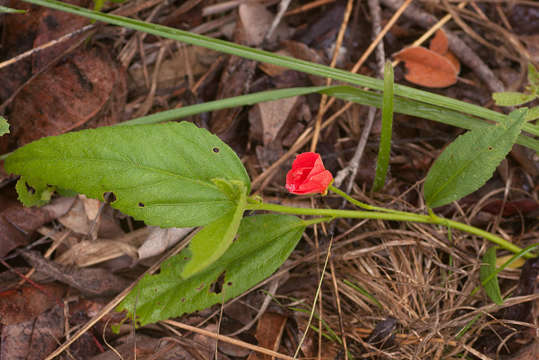 صورة Hibiscus rhodanthus Gürke ex Schinz