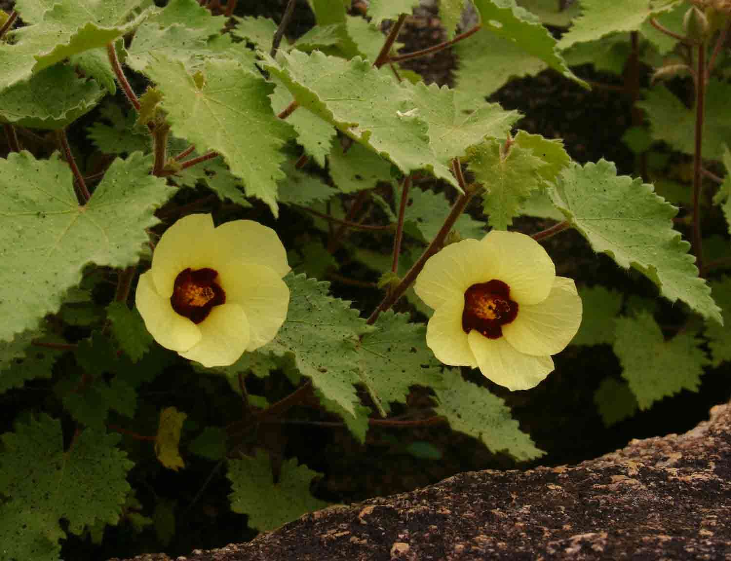 Image of Hibiscus schinzii Gürke ex Schinz