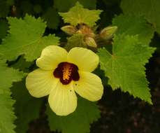 Image of Hibiscus schinzii Gürke ex Schinz