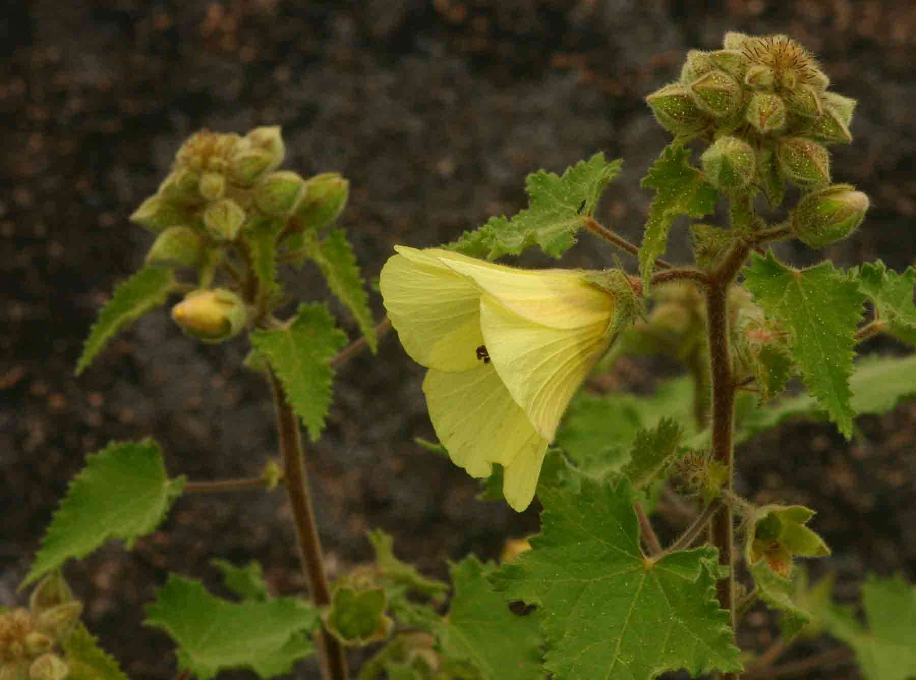 Image of Hibiscus schinzii Gürke ex Schinz