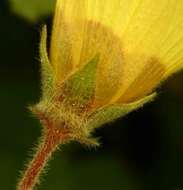 Image of Hibiscus schinzii Gürke ex Schinz