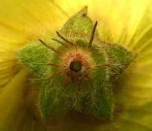 Image of Hibiscus schinzii Gürke ex Schinz