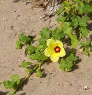 Image of Hibiscus schinzii Gürke ex Schinz