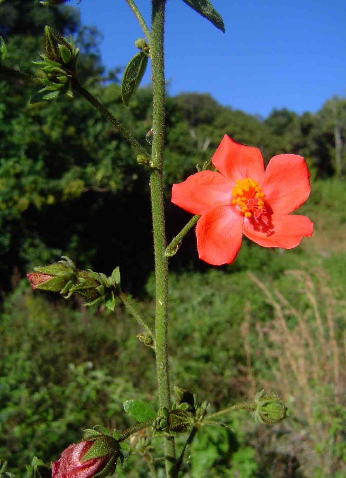 Image de Hibiscus shirensis Sprague & Hutchinson