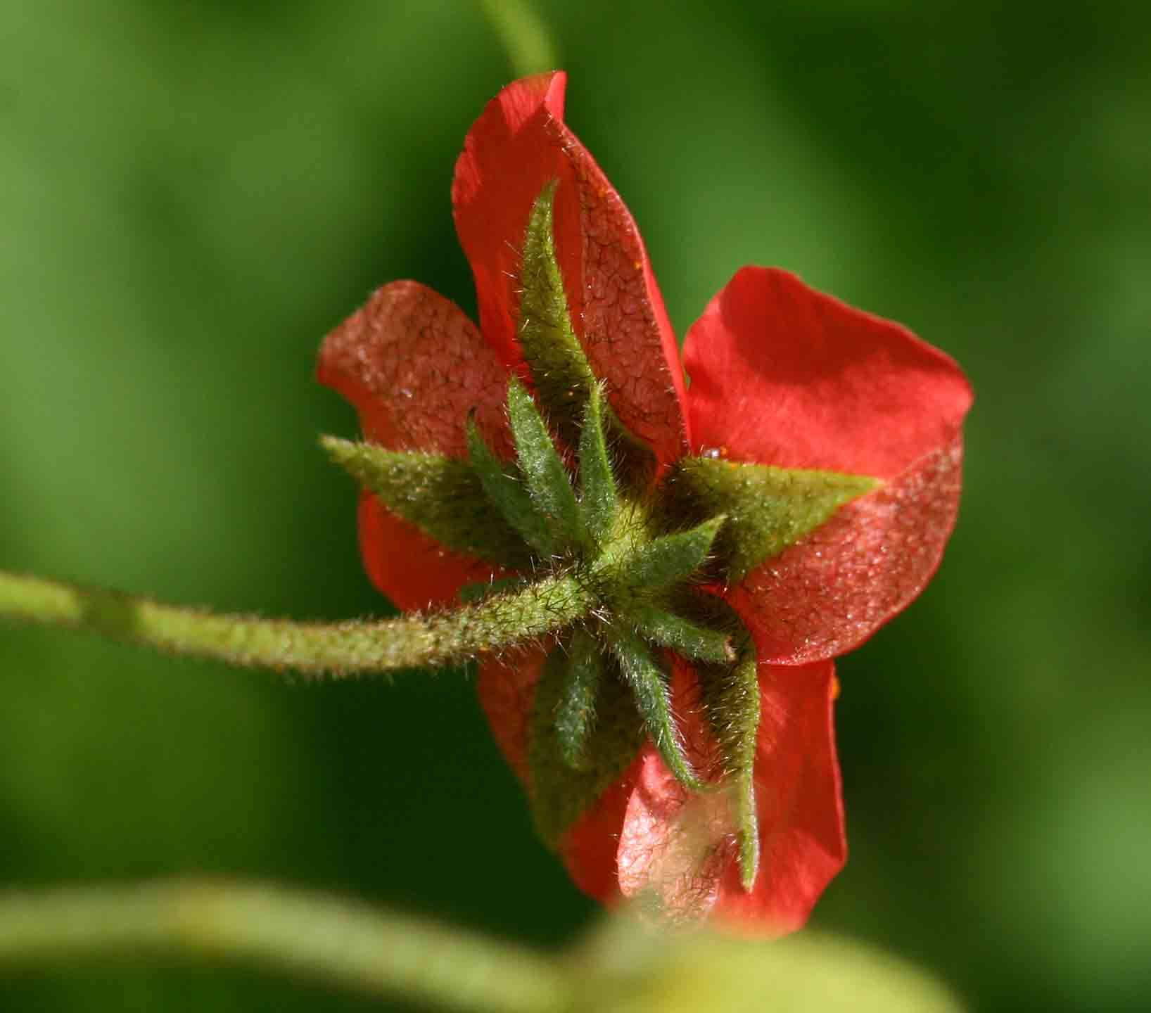 Image de Hibiscus shirensis Sprague & Hutchinson