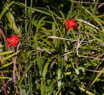 Image de Hibiscus shirensis Sprague & Hutchinson