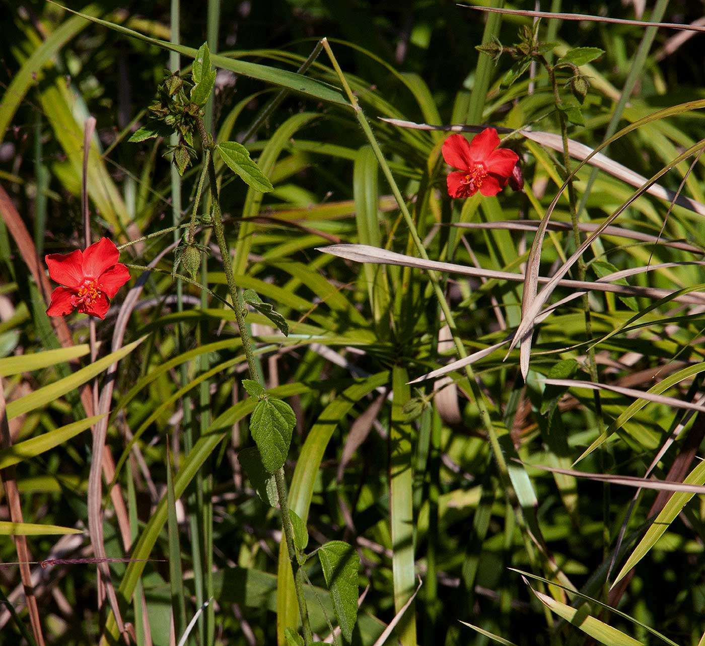 Image de Hibiscus shirensis Sprague & Hutchinson